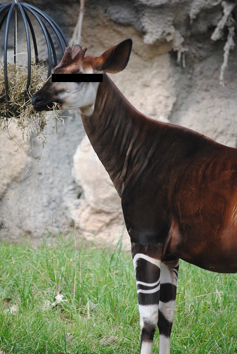 okapi2